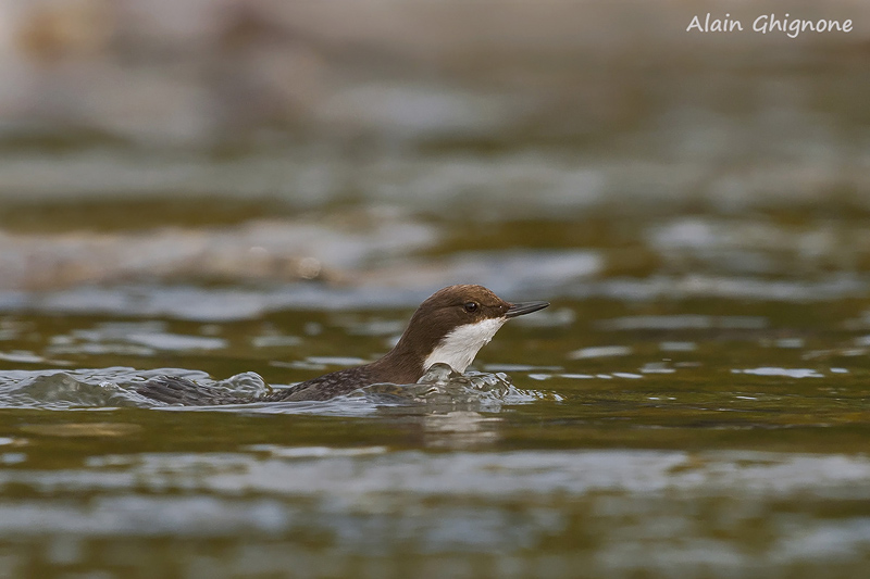 merlo acquaiolo _ Ciclus cinclus